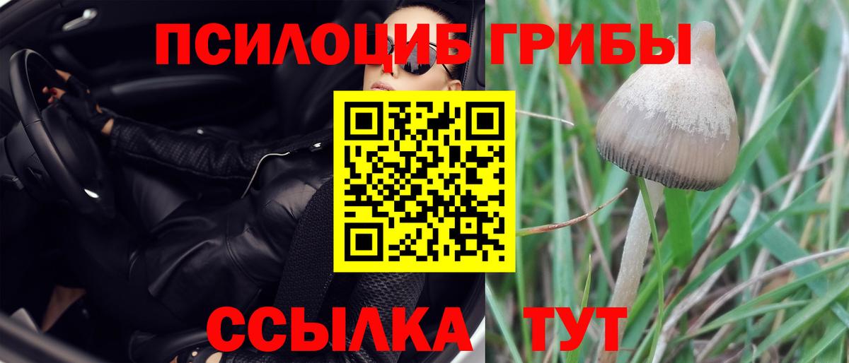 Псилоцибиновые грибы MAGIC MUSHROOMS  Вход с VPN  Знаменск  Псилоцибиновые грибы GOLDEN TEACHER 
